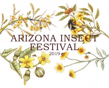 This year's Arizona Insect Festival on Oct. 20 will highlight the fact that more species of native bees live in and around Tucson than any other place in the world.